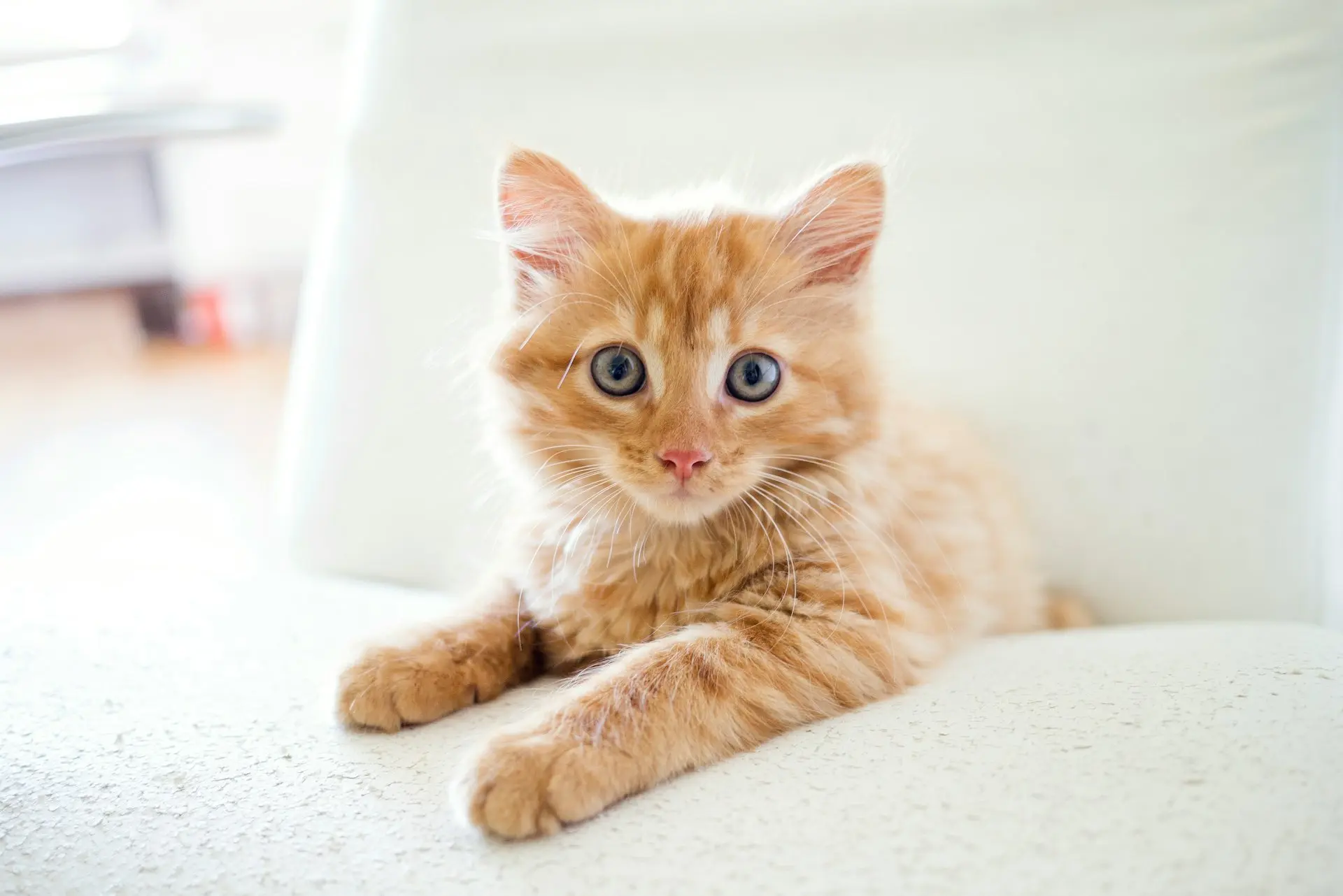 orange tabby kitten on white table