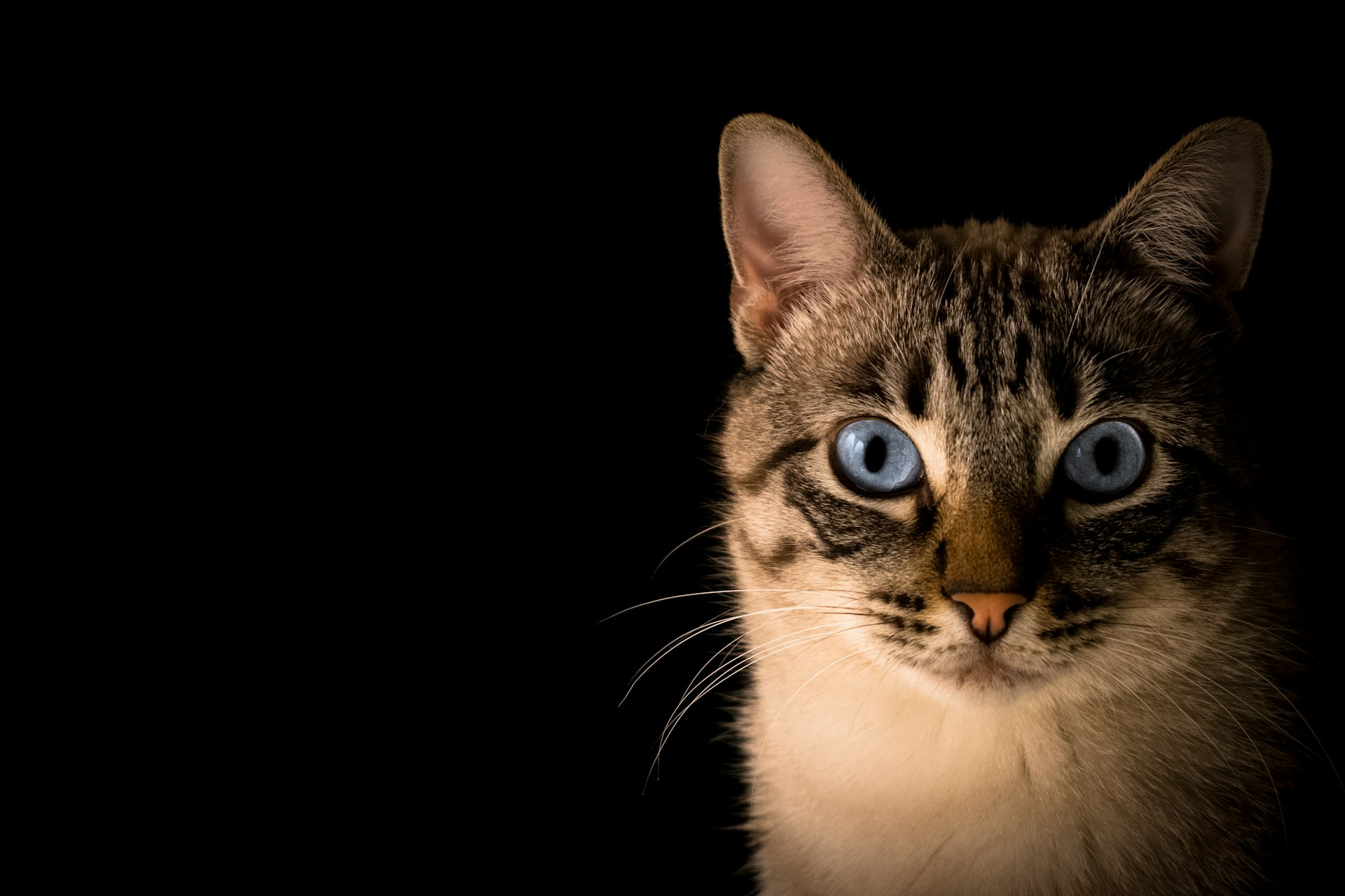 close up photo of tabby cat
